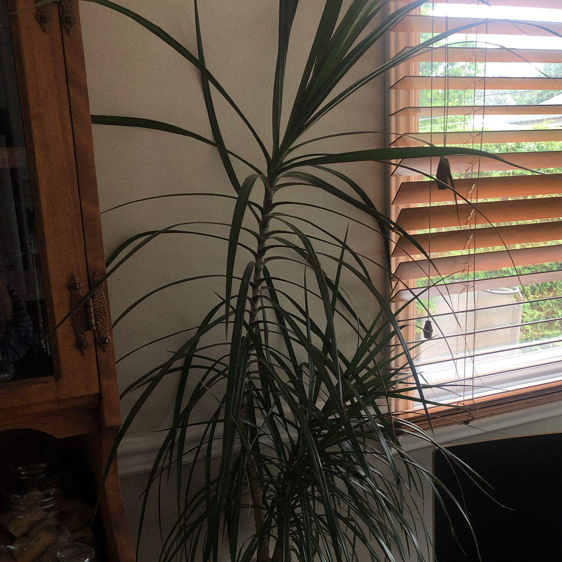 Song of India plant photo by @aurelie named frypan on Greg, the plant care app.