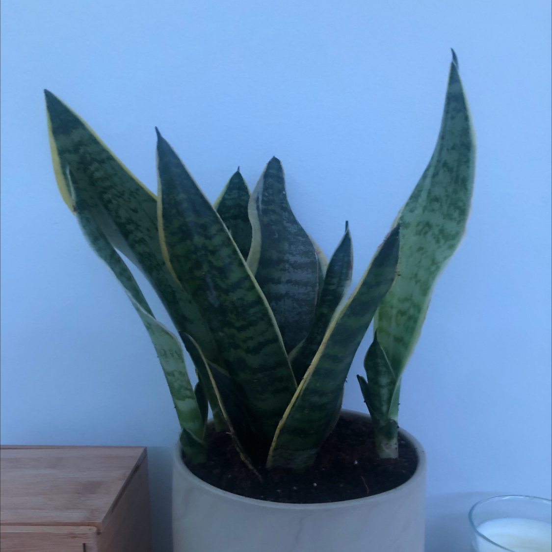 Snake Plant plant photo by @aurelie named newt on Greg, the plant care app.