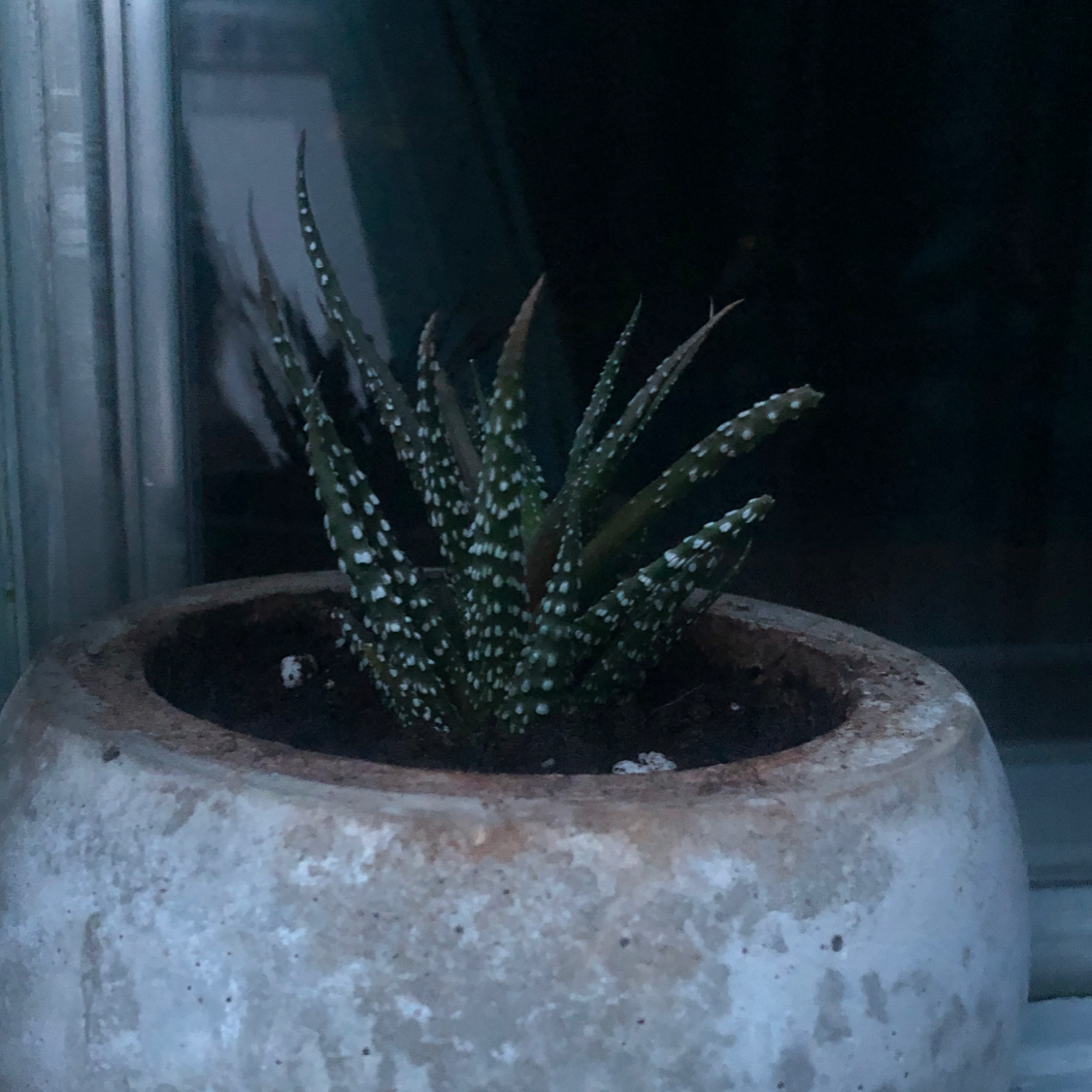Zebra Plant plant photo by @aurelie named minho on Greg, the plant care app.
