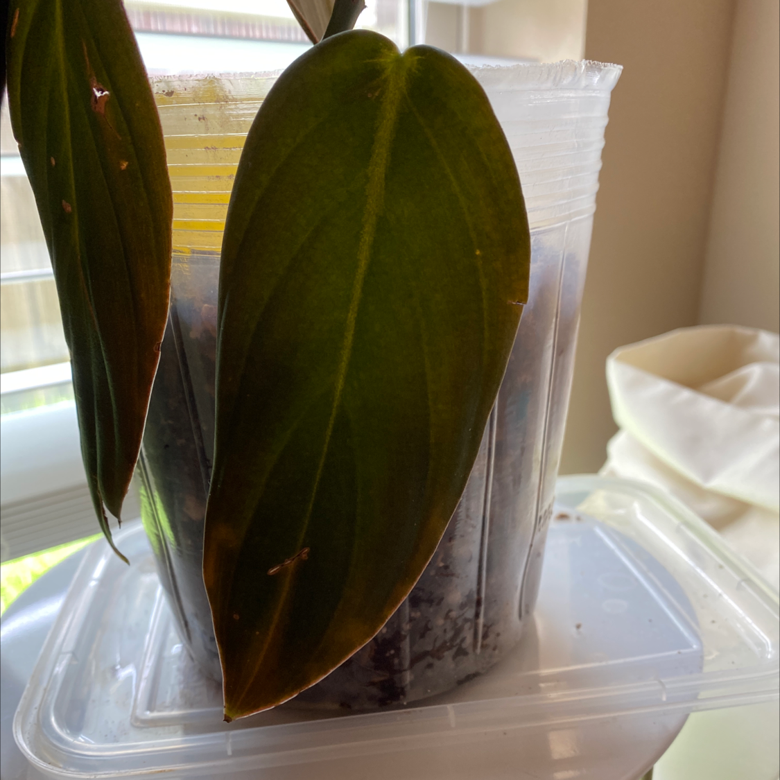 Philodendron gigas plant in a transparent container with visible soil and healthy leaves.