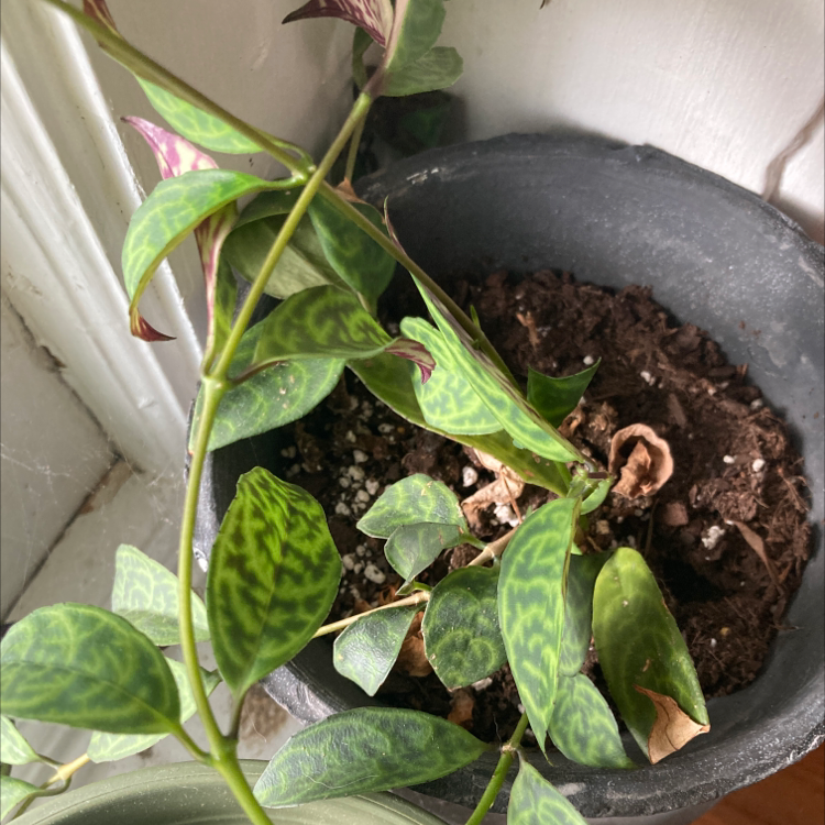 Photo of the plant species Black Pagoda Lipstick Plant by Emma named Beautiful on Greg, the plant care app