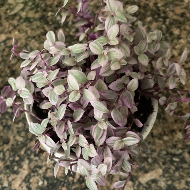 Photo of the plant species Tradescantia 'Lavendar' by Emma named Amethyst on Greg, the plant care app
