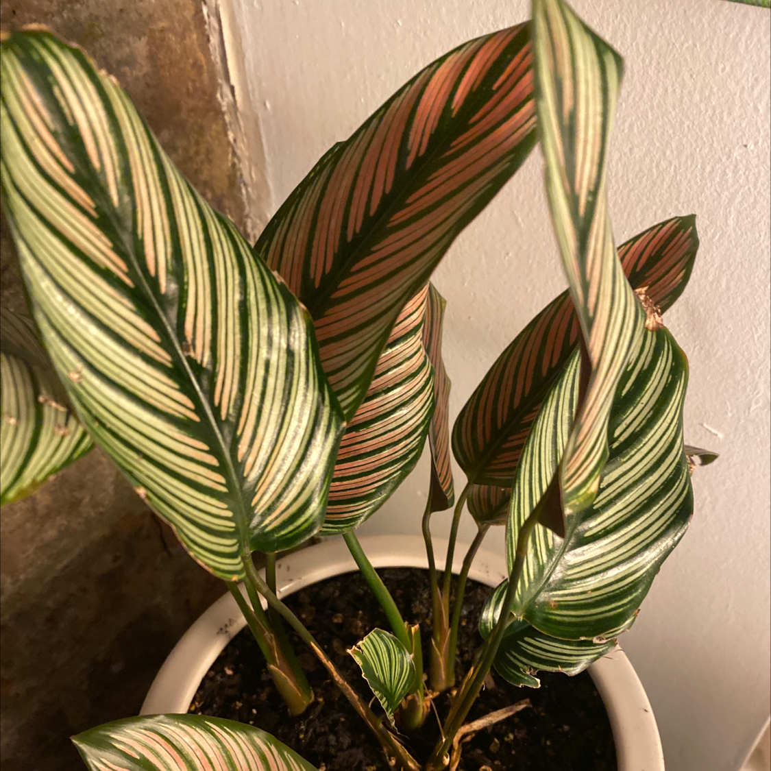 💧 How Much Humidity Does My Calathea majestica Need?