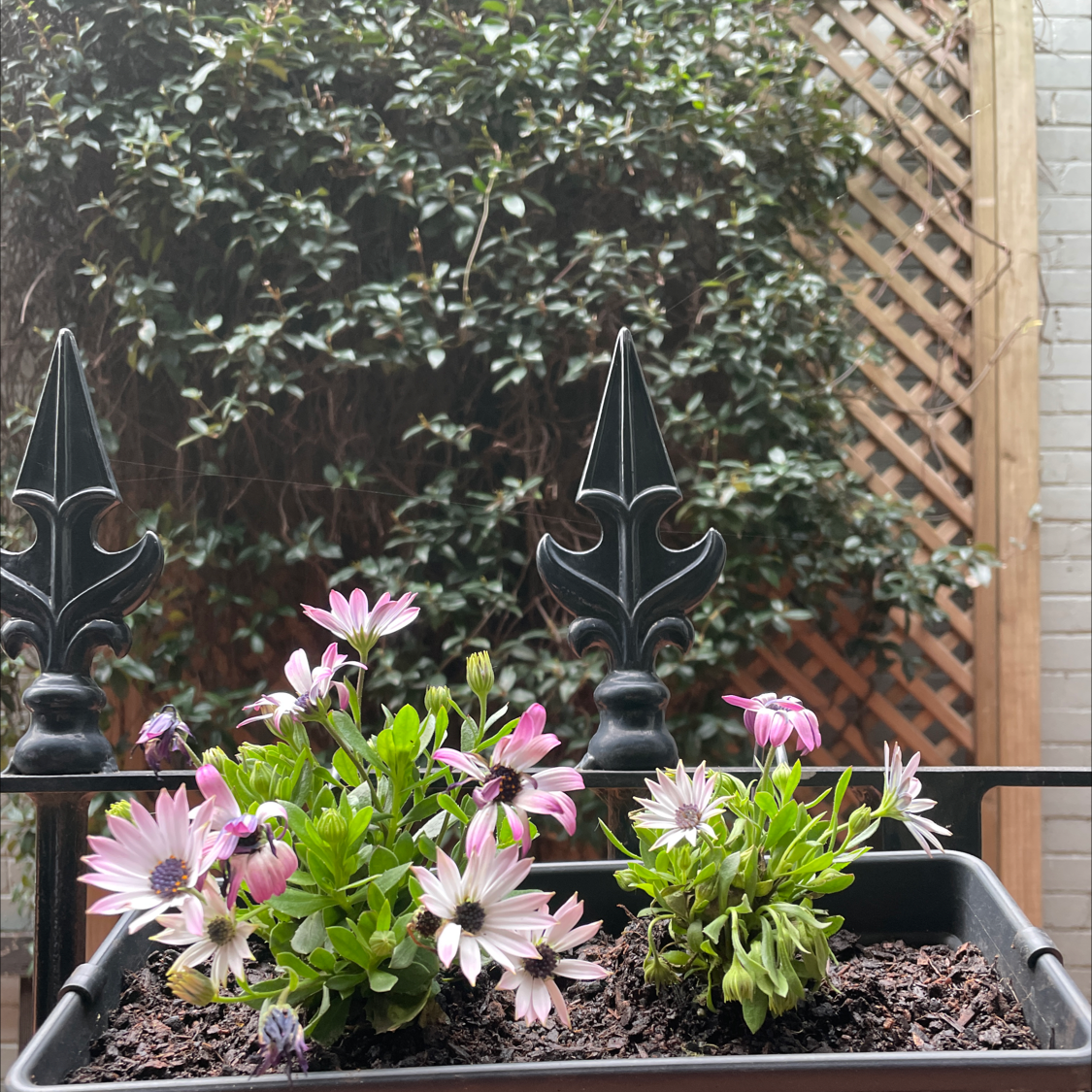 Van Staden's river daisy with pink and white flowers in a pot, garden fence in background.