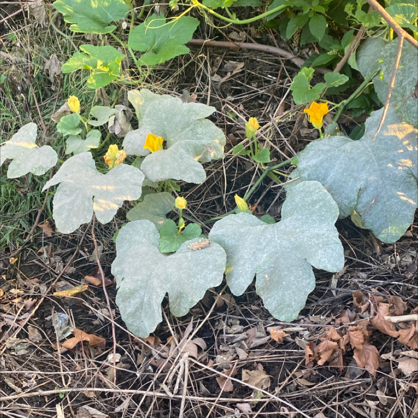 Photo of the plant species Fig-Leaf Gourd by Plant parent named Curie on Greg, the plant care app