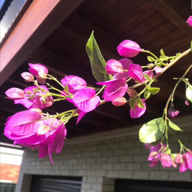 Bougainvillea plant with vibrant pink bracts and green leaves, appearing healthy.