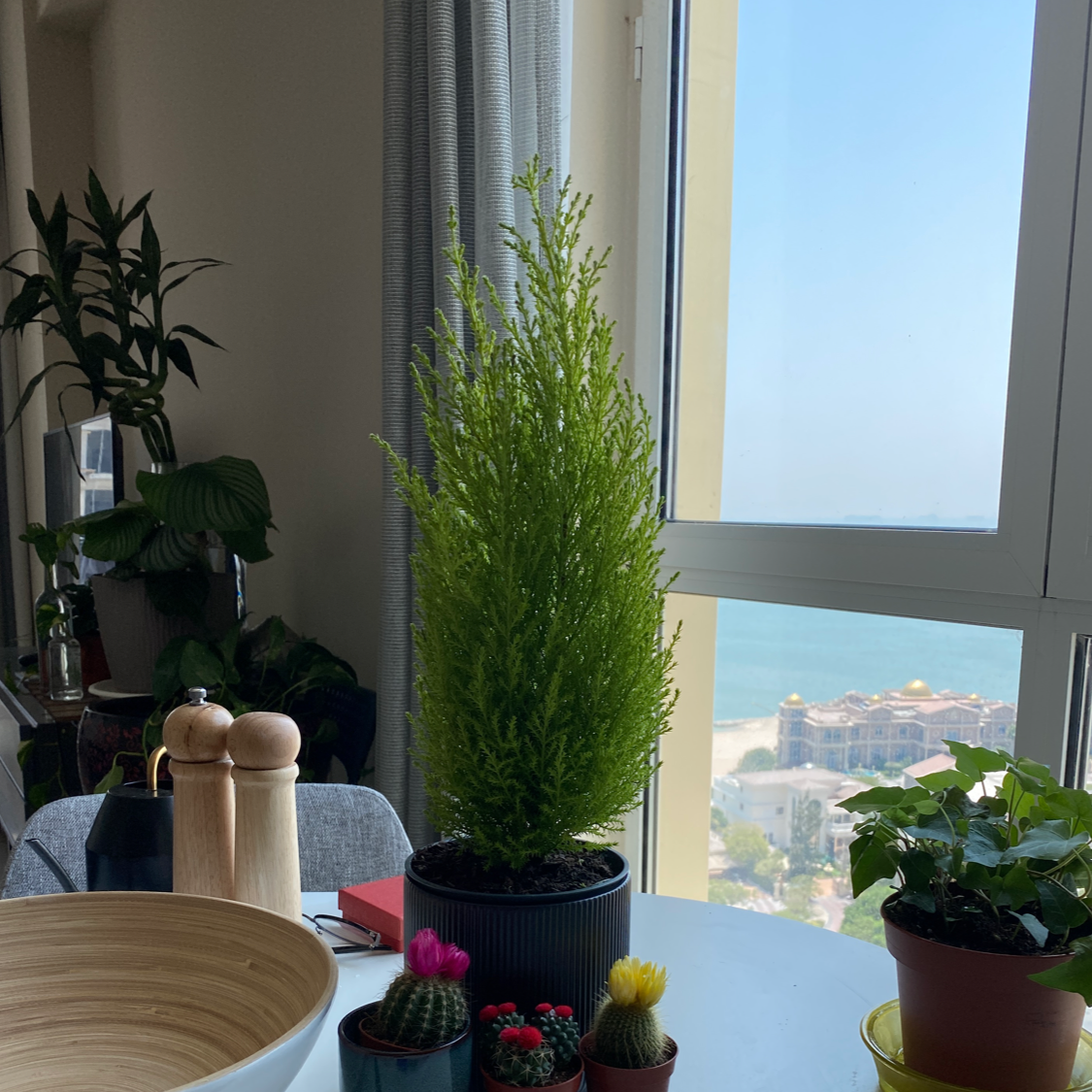 Photo of the plant species Hesperocyparis Macrocarpa by Shoaib named Cupressus macrocarpa on Greg, the plant care app