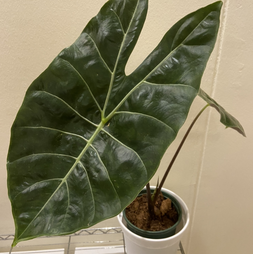 Potted Alocasia longiloba plant with large, dark green leaves.