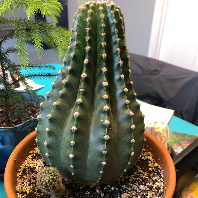Photo of the plant species Domino Cactus by @petronellatwirl named Marana on Greg, the plant care app