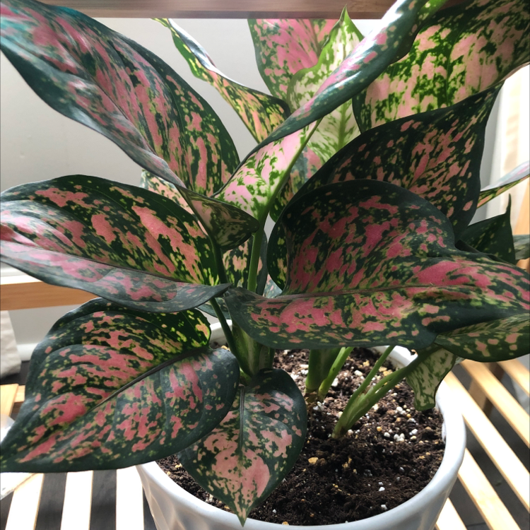 Aglaonema 'Pink Splash' plant with vibrant pink and green variegated leaves in a white pot.