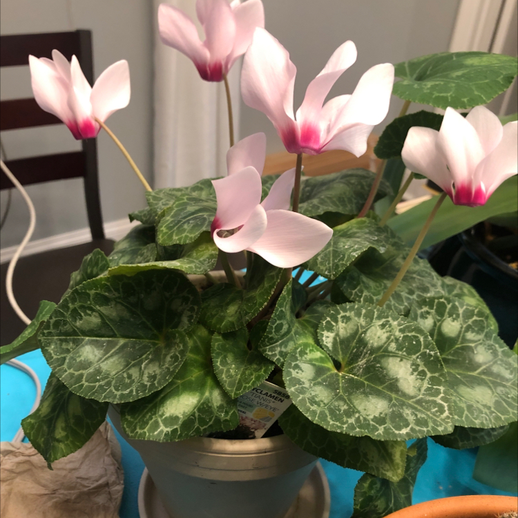 Healthy Persian Cyclamen plant with pink heart-shaped flowers in full bloom and deep green leaves with silver marbling patterns.