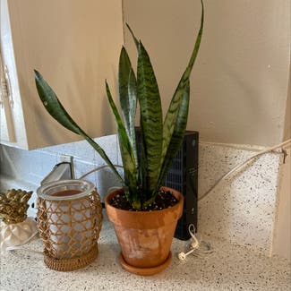 Snake Plant plant in Benbrook, Texas