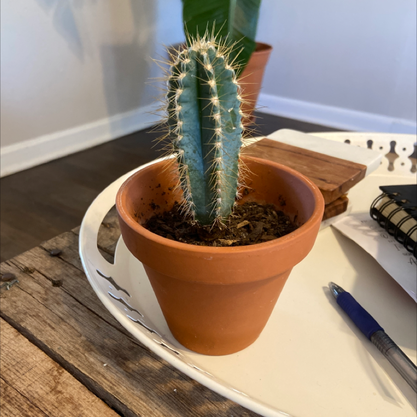 Photo of the plant species Blue Columnar Cactus by @Meglayman9 named Coco on Greg, the plant care app
