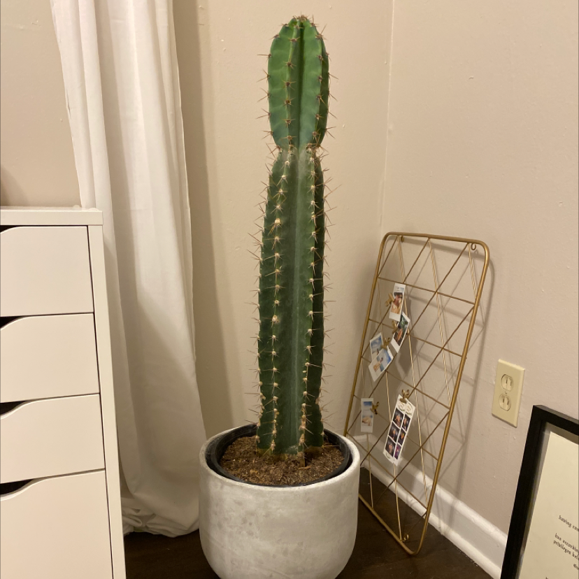Tall Pleated Cereus cactus in a white pot indoors, appears healthy.