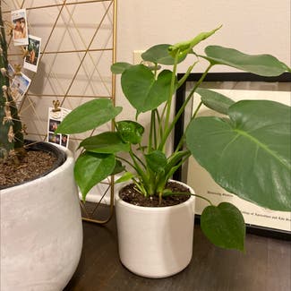 Monstera plant in Benbrook, Texas