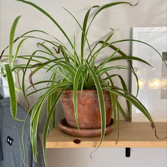 Spider Plant plant in Benbrook, Texas