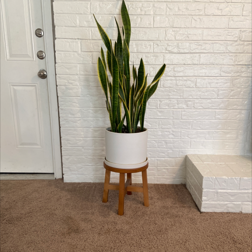 Photo of the plant species Snake Plant by @Meglayman9 named Daphne on Greg, the plant care app