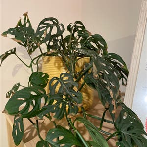 Swiss Cheese Philodendron plant photo by @kirbybeach named Monkey on Greg, the plant care app.