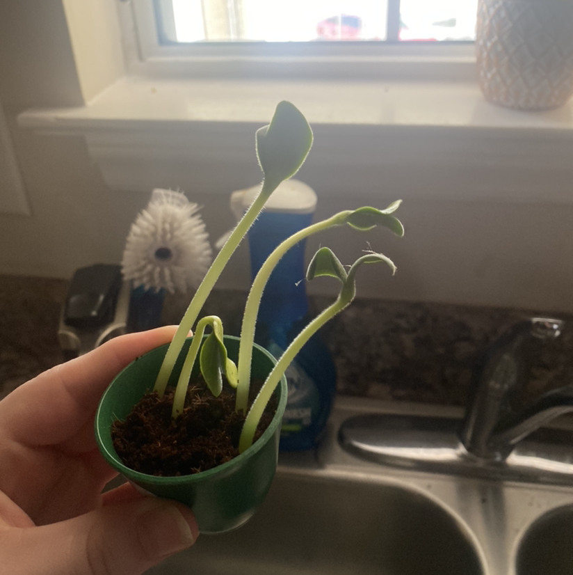 Photo of the plant species Pumpkin Rougue Vif D'Etampes by Sara named fred on Greg, the plant care app