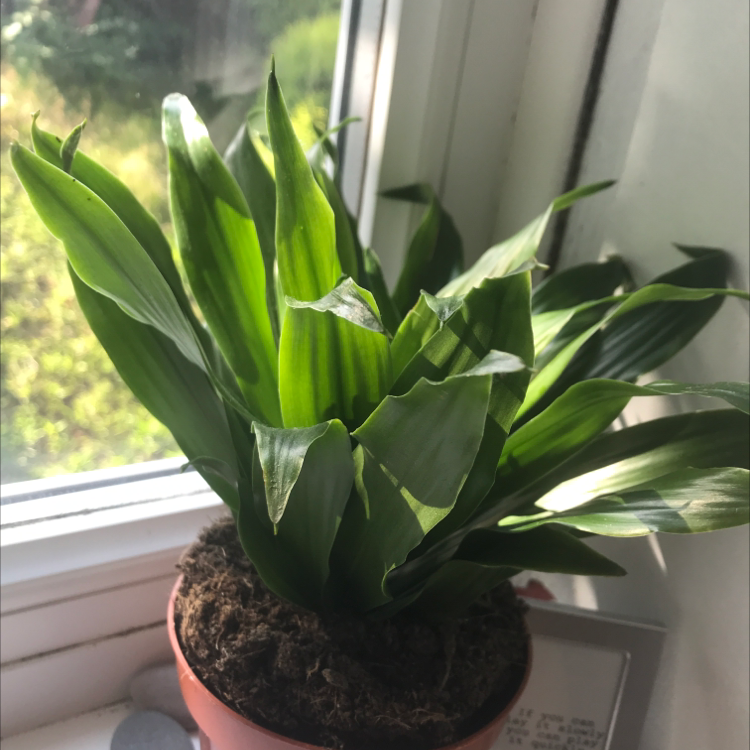 Dracaena 'Janet Craig Compacta' plant photo by @zihanlin named leah on Greg, the plant care app.