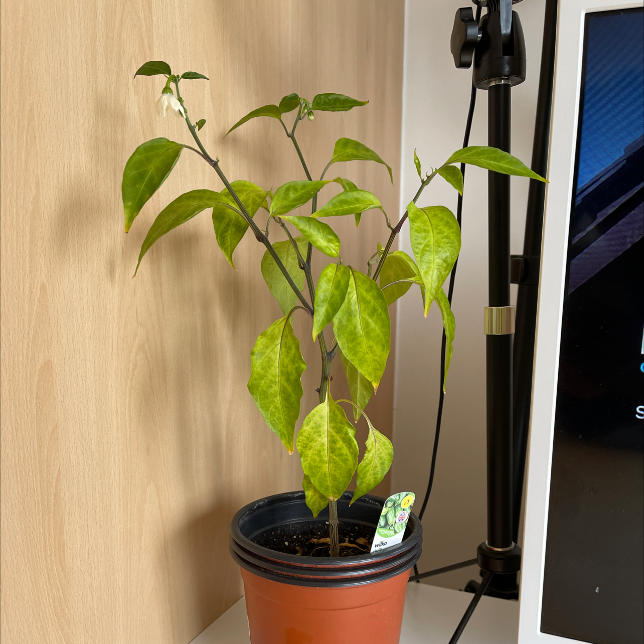 Potted Jalapeño Pepper plant with yellowing leaves, placed indoors next to a monitor.