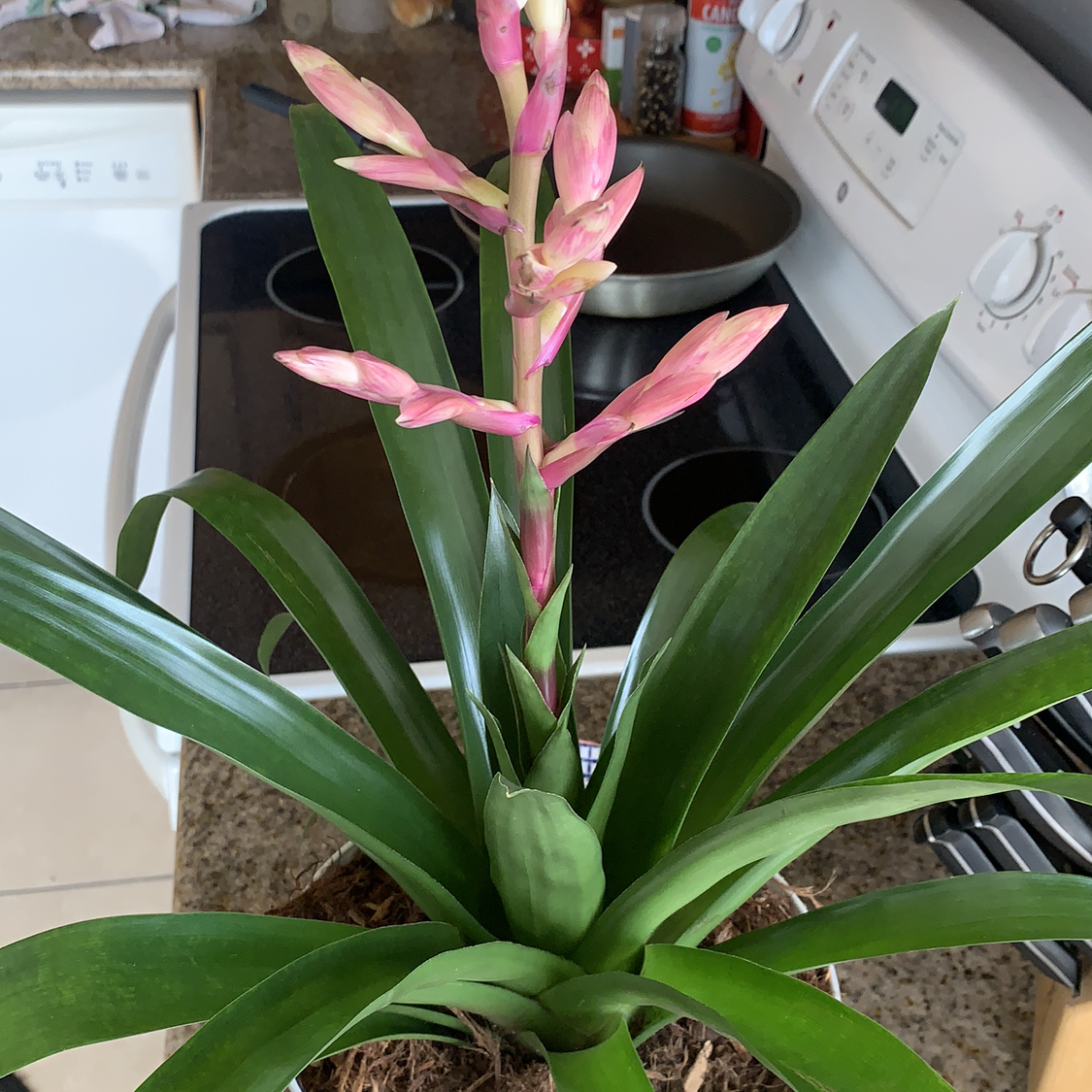 Photo of the plant species Flaming Torch by Heather named Your plant on Greg, the plant care app