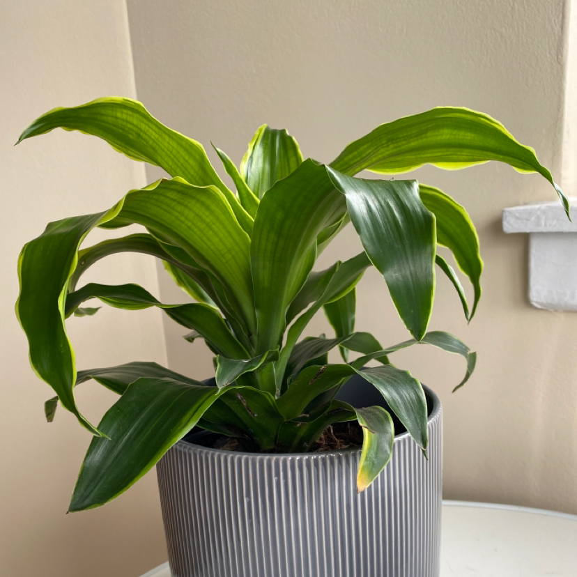 Photo of the plant species Dracaena Dorado by @cboro89 named Nemo on Greg, the plant care app