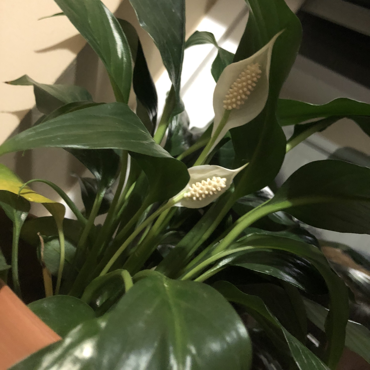 Peace Lily plant photo by @bayleebee3 named Peace lily on Greg, the plant care app.