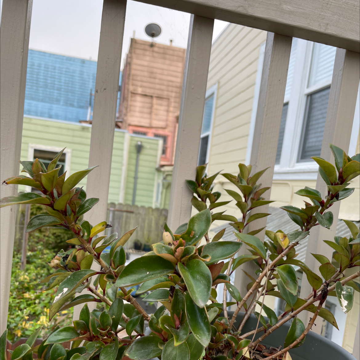 Common Myrtle plant on a balcony with green leaves, buildings in the background.