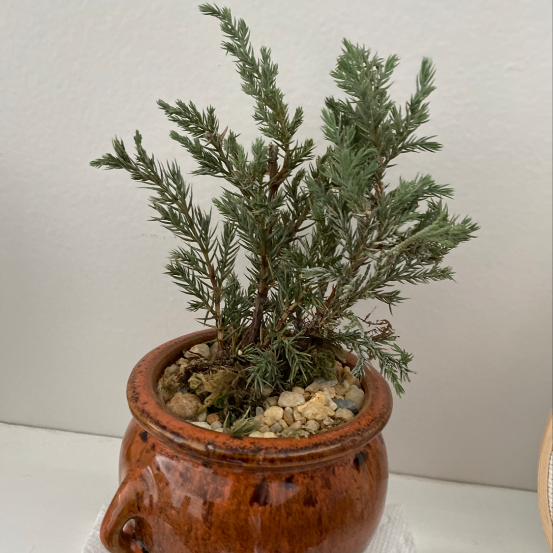 Potted American Common Juniper plant with needle-like leaves in a brown pot.