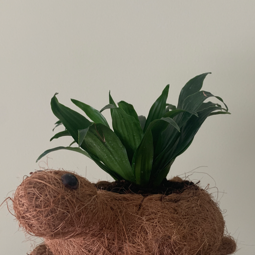 Cast Iron Plant in a decorative planter with vibrant green leaves.