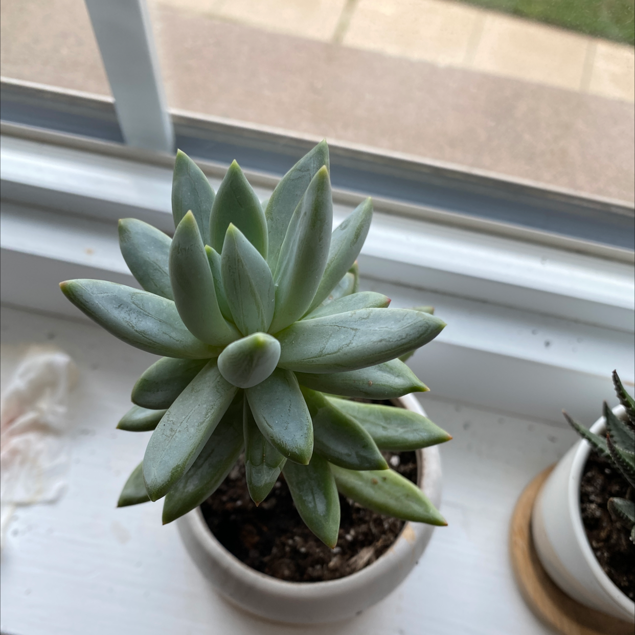 Healthy Graptopetalum succulent in a pot on a windowsill.
