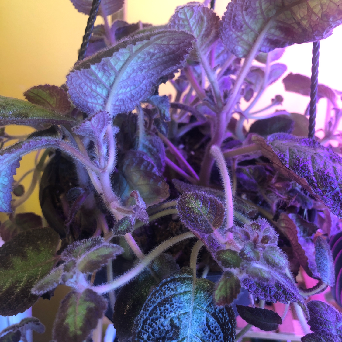 Flame Violet plant with purple and green leaves under artificial lighting.