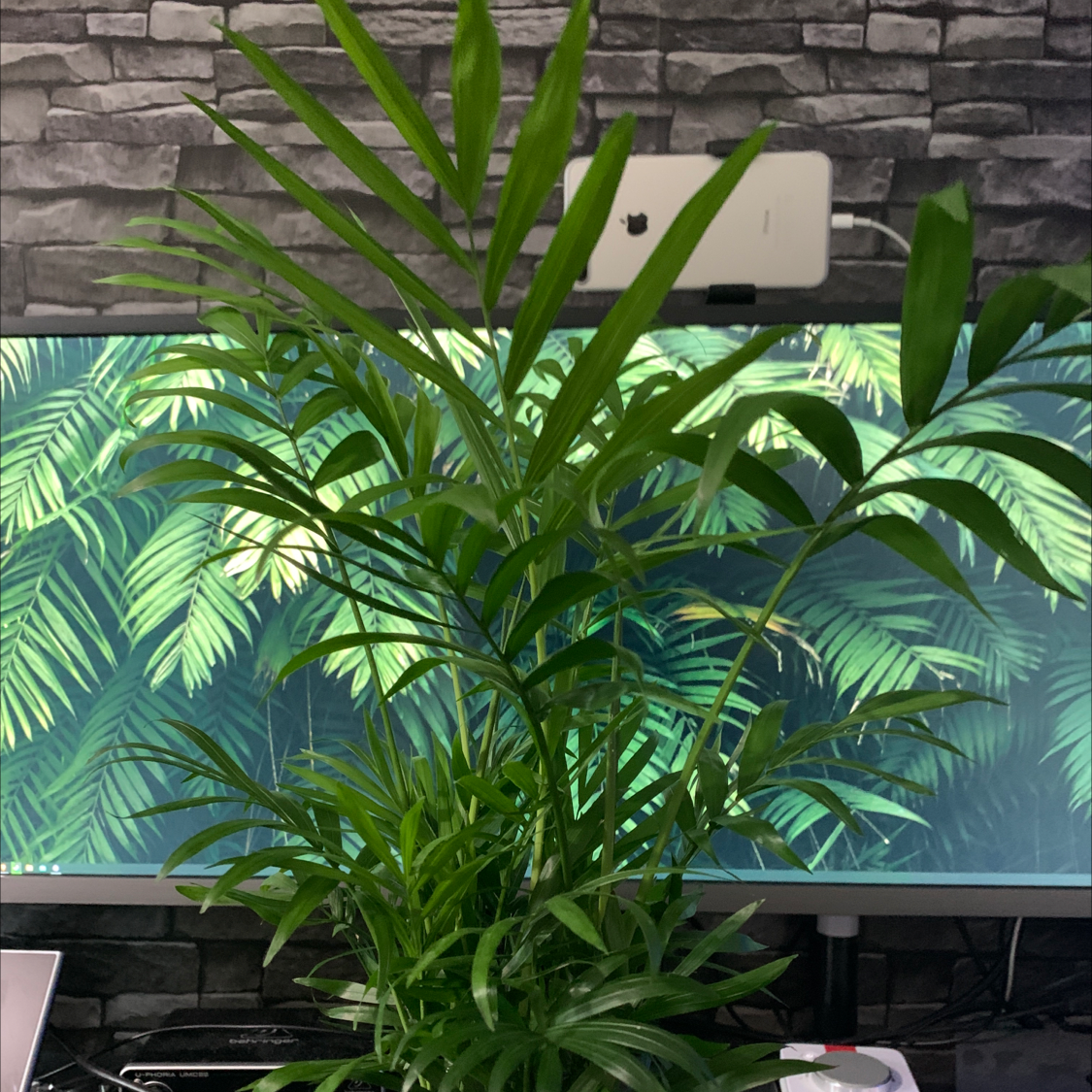 Parlour Palm plant photo by @IainBalharrie named Christofern on Greg, the plant care app.