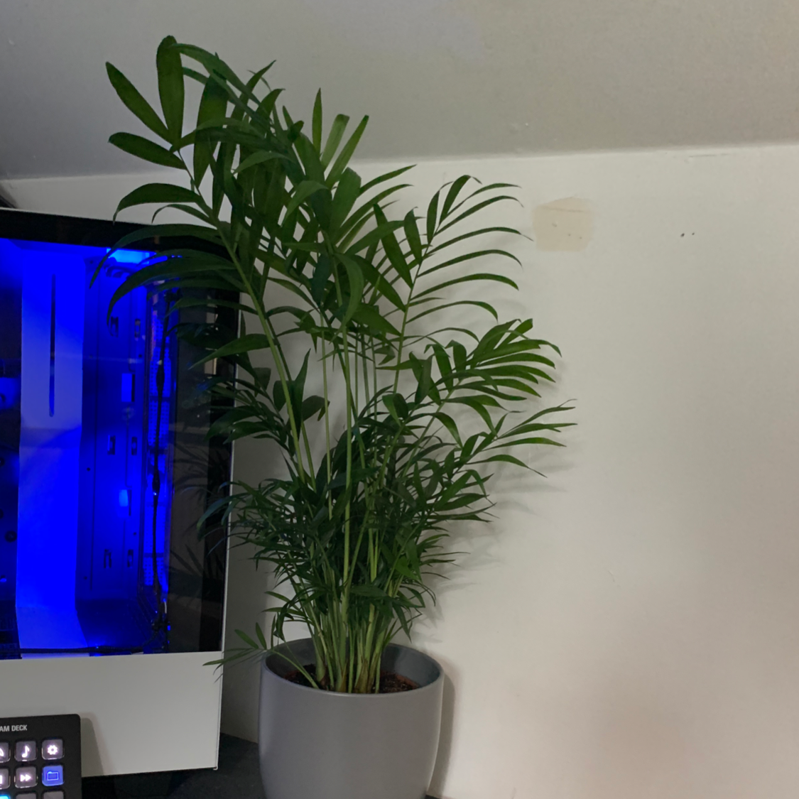 Parlour Palm plant photo by @IainBalharrie named Fernie Saunders on Greg, the plant care app.