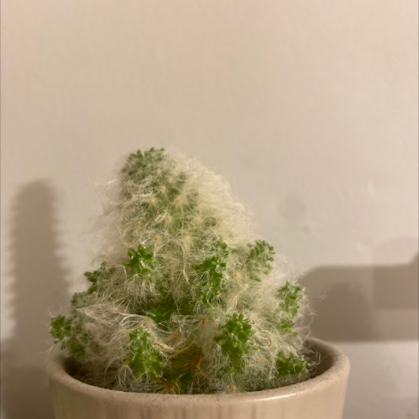 Thimble Cactus in a small pot, well-framed and healthy.