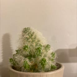 Thimble Cactus plant