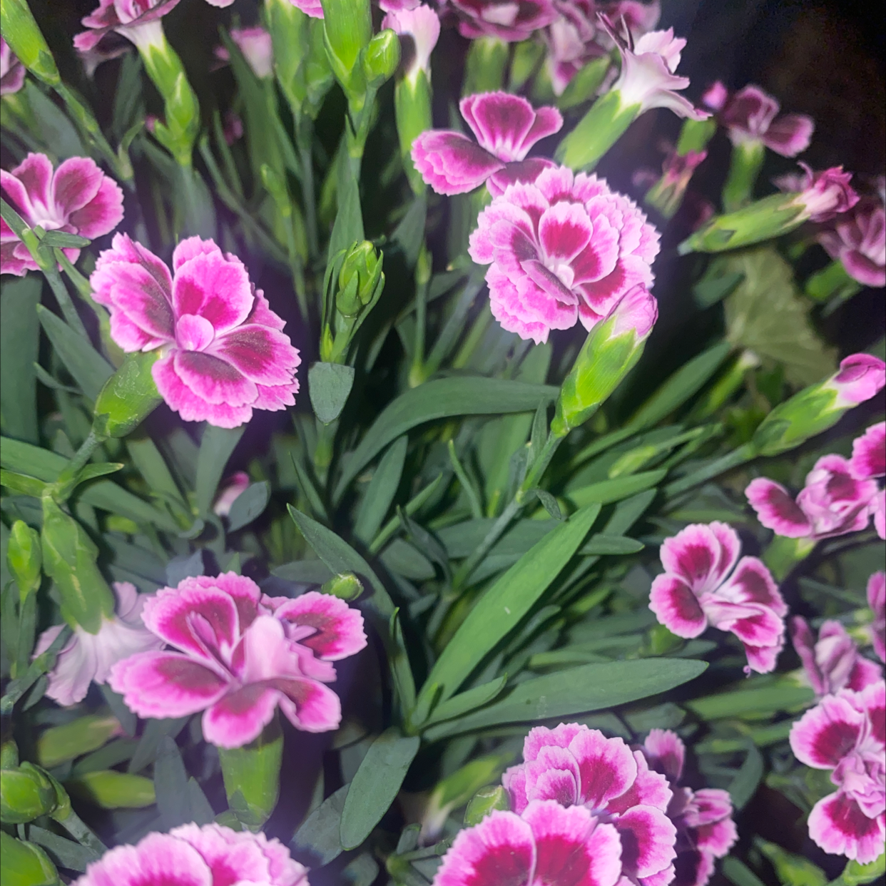 Chinese Pink plant with vibrant pink flowers and green leaves, appearing healthy.