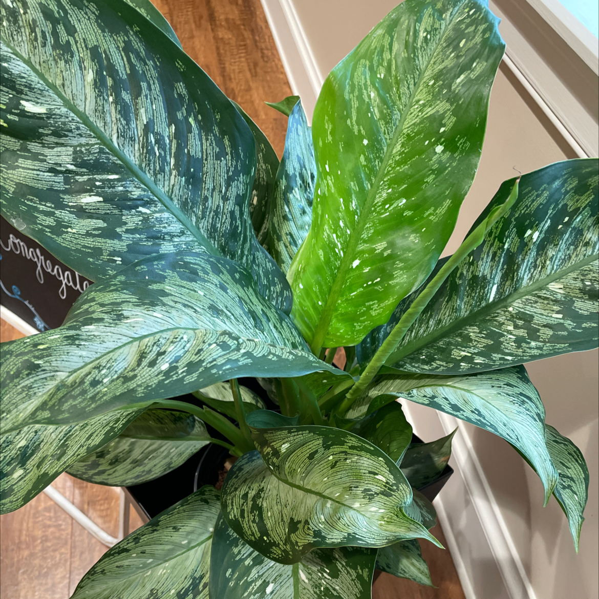 Dieffenbachia 'Memoria Corsii' plant with large, variegated leaves, appearing healthy.