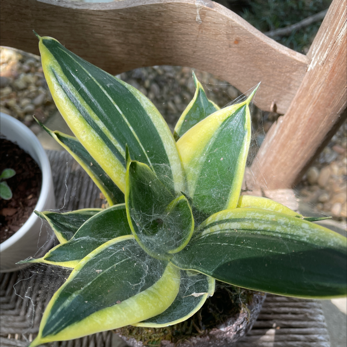 Black Gold Snake Plant with vibrant green and yellow leaves, partially visible soil.