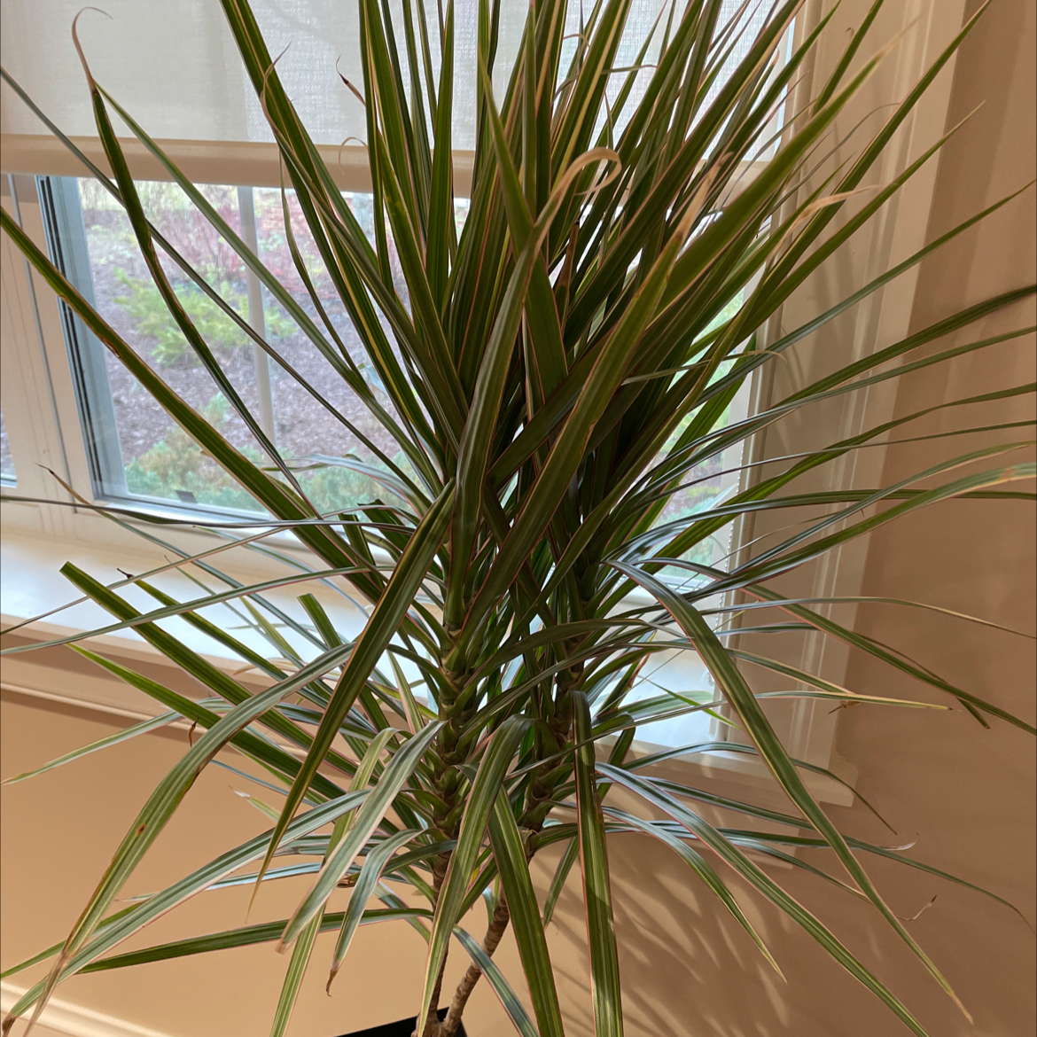 Dracaena 'Ray of Sunshine' plant indoors near a window, healthy with vibrant green leaves.