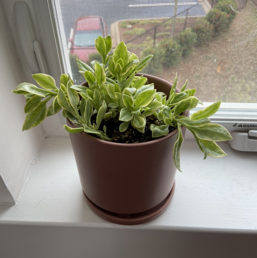 Potted Baby Sun Rose plant on a windowsill with healthy green leaves.