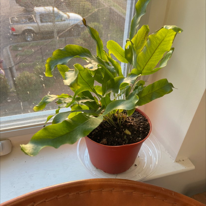Blue Star Fern in a pot on a windowsill with healthy green leaves.