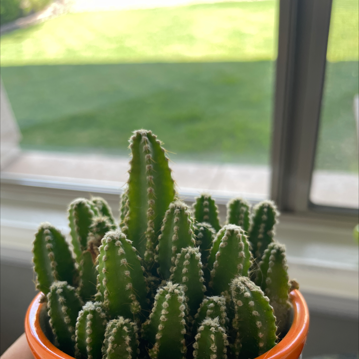 Fairy Castle Cactus plant photo by @w0rmslut named Jawn Brady on Greg, the plant care app.