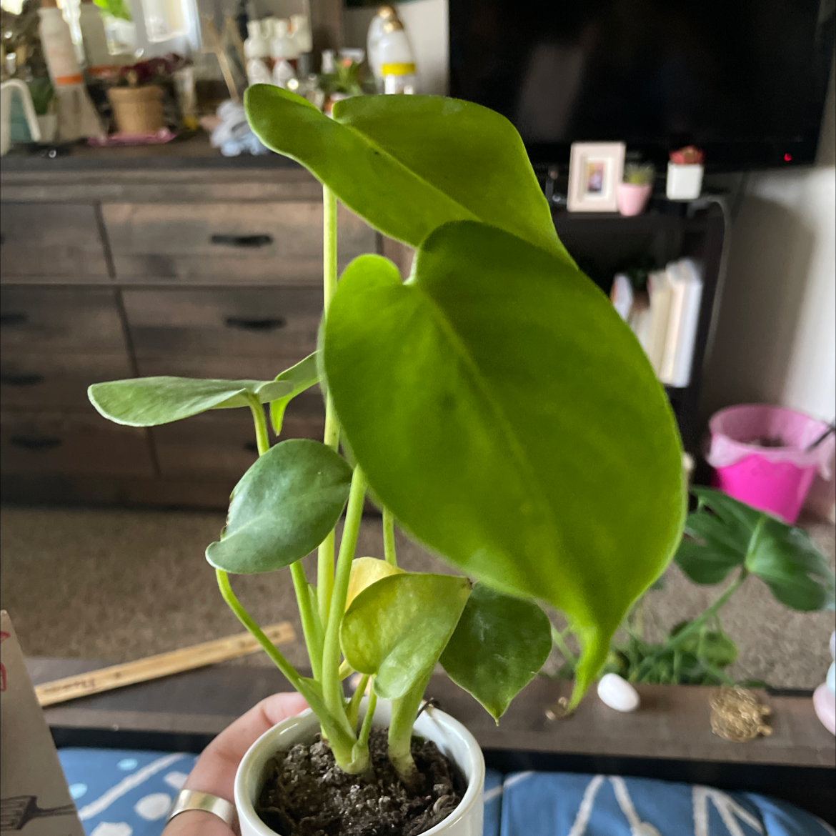 Philodendron Scandens plant photo by @w0rmslut named petunia on Greg, the plant care app.