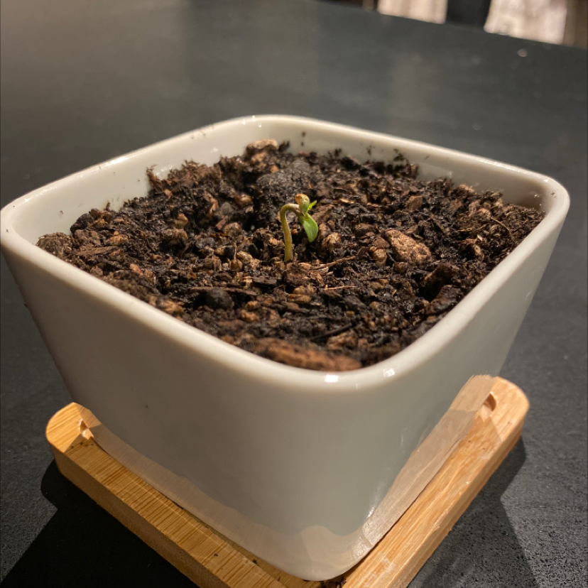 Marijuana plant photo by @Newbie named Tupot amaroot on Greg, the plant care app.