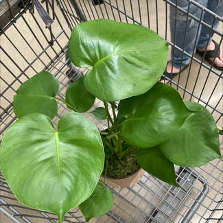 Heartleaf Philodendron plant in Auburn, Indiana