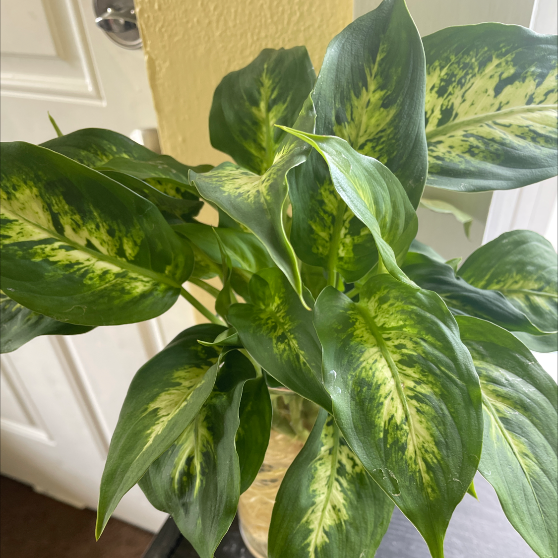 Dieffenbachia plant photo by @Cassidhe named Beyonce on Greg, the plant care app.