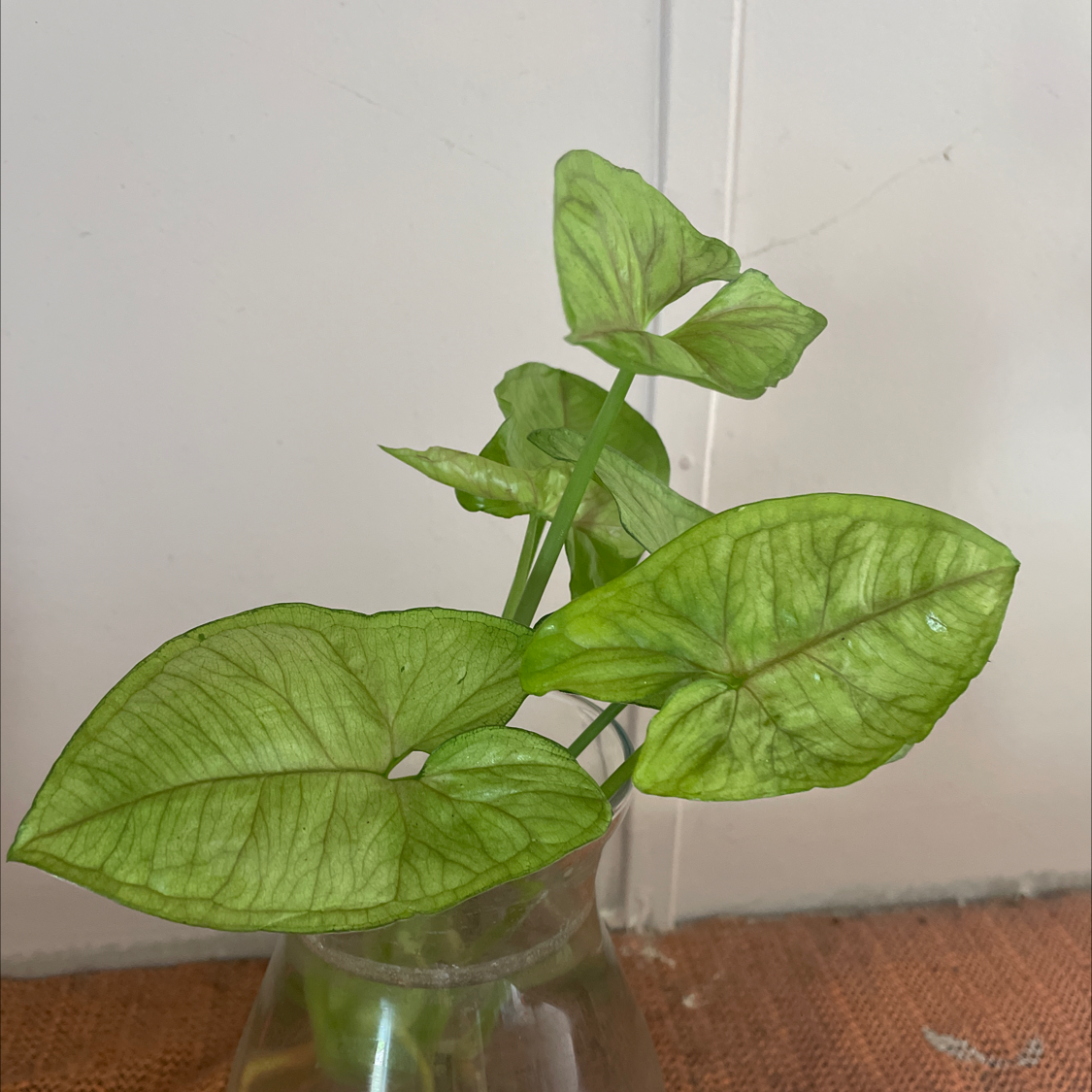 Arrowhead Plant plant photo by @Cassidhe named Tree Diddy on Greg, the plant care app.