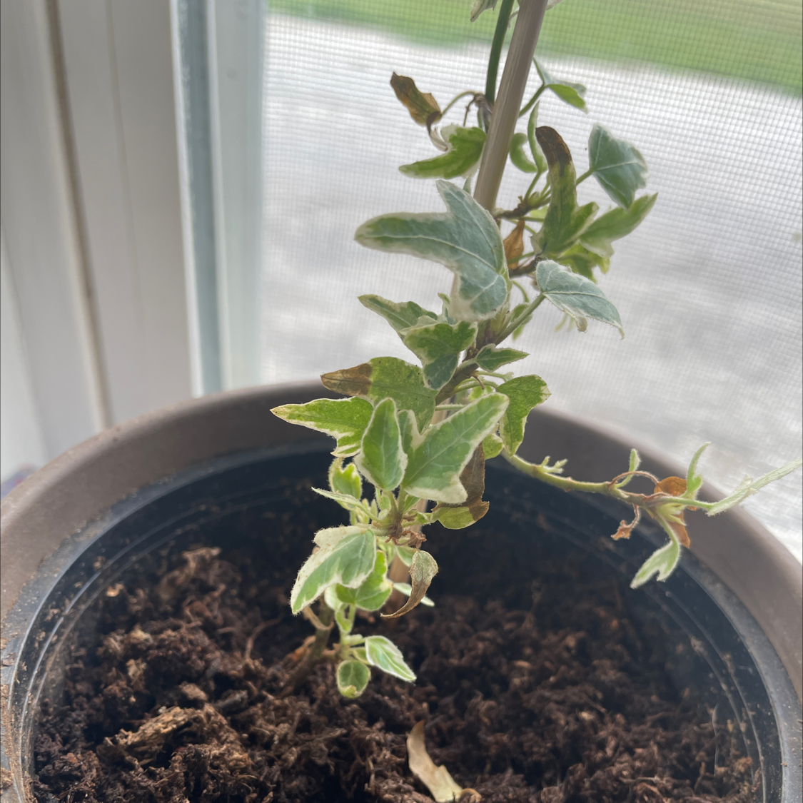 Potted White-Edged Swedish Ivy plant near a window with visible soil.